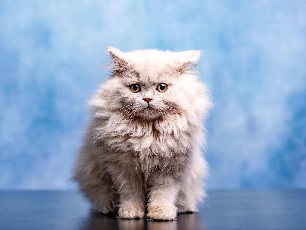 British Longhair