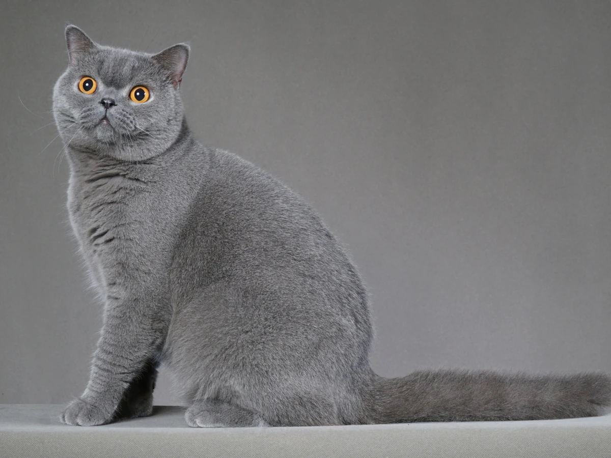 British Shorthair