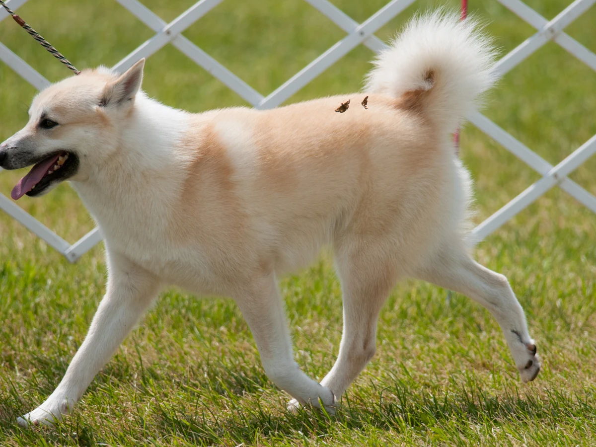 Buhund norvégien