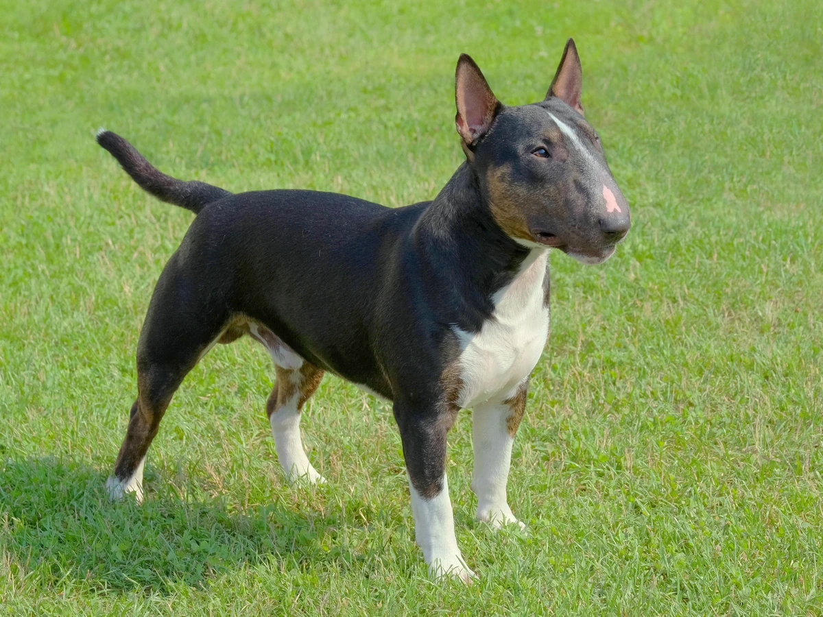 Bull Terrier miniature