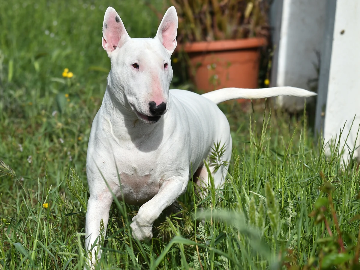 Bull Terrier