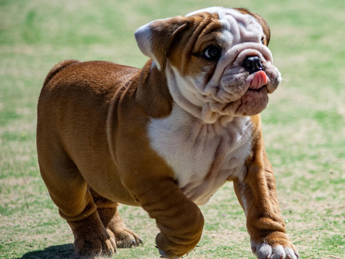 Bulldog