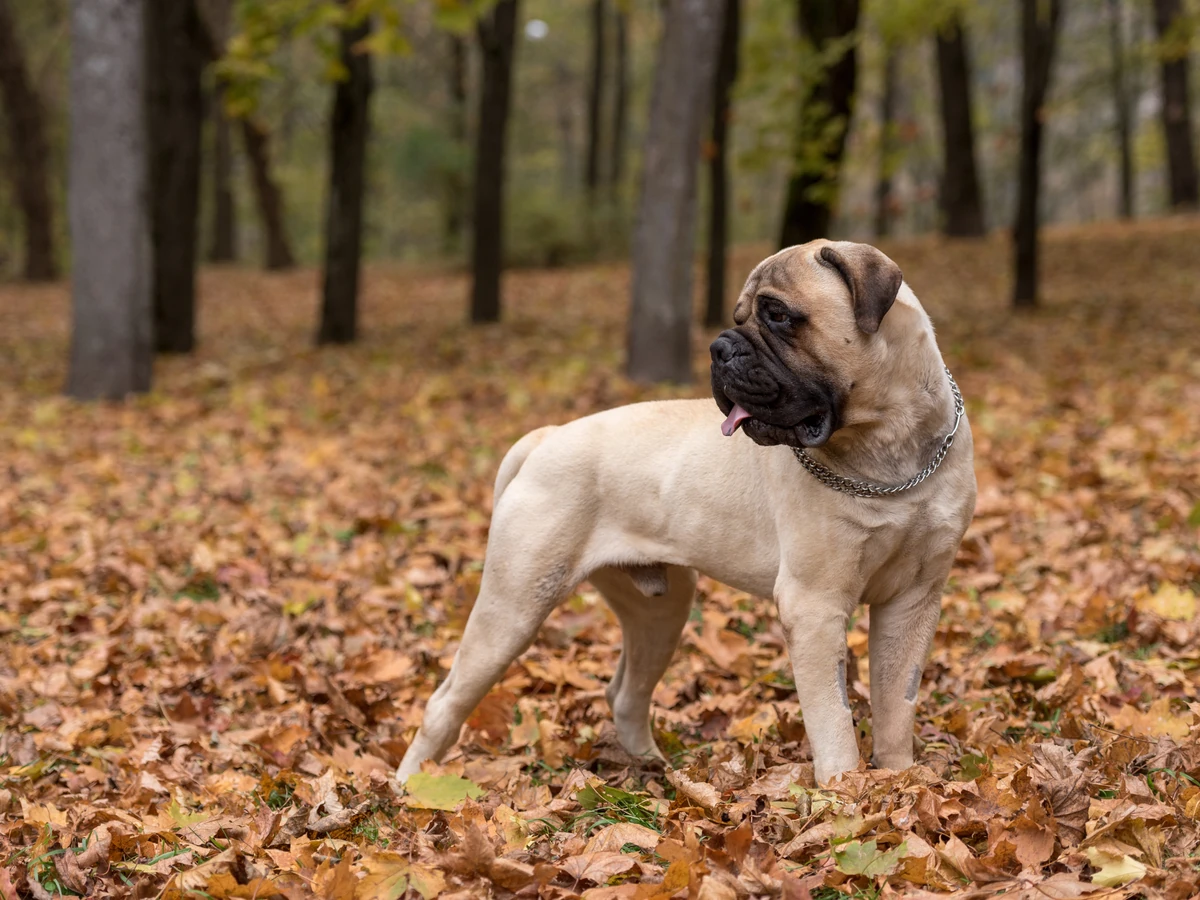 Bullmastiff