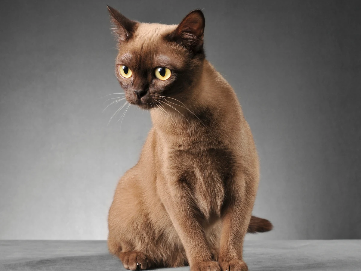 Burmese américain