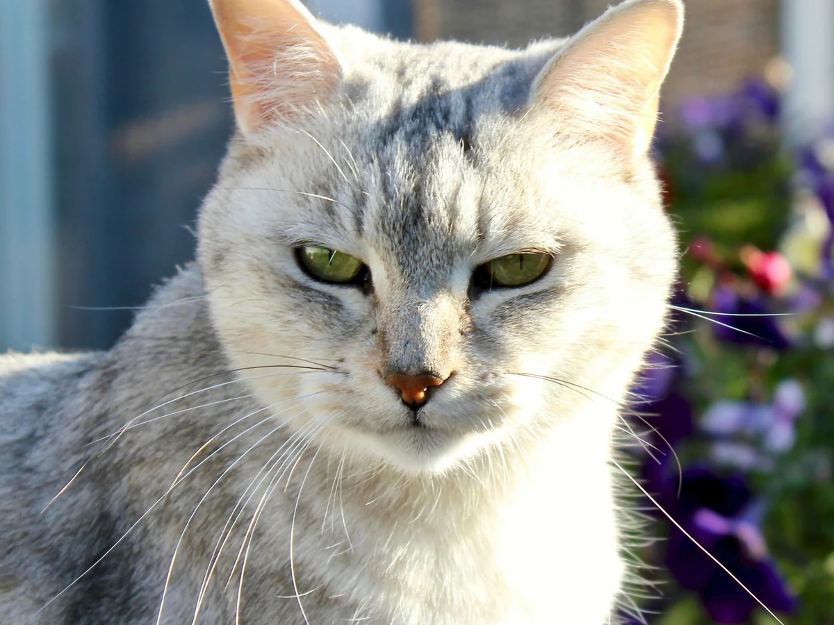 Chat Burmilla