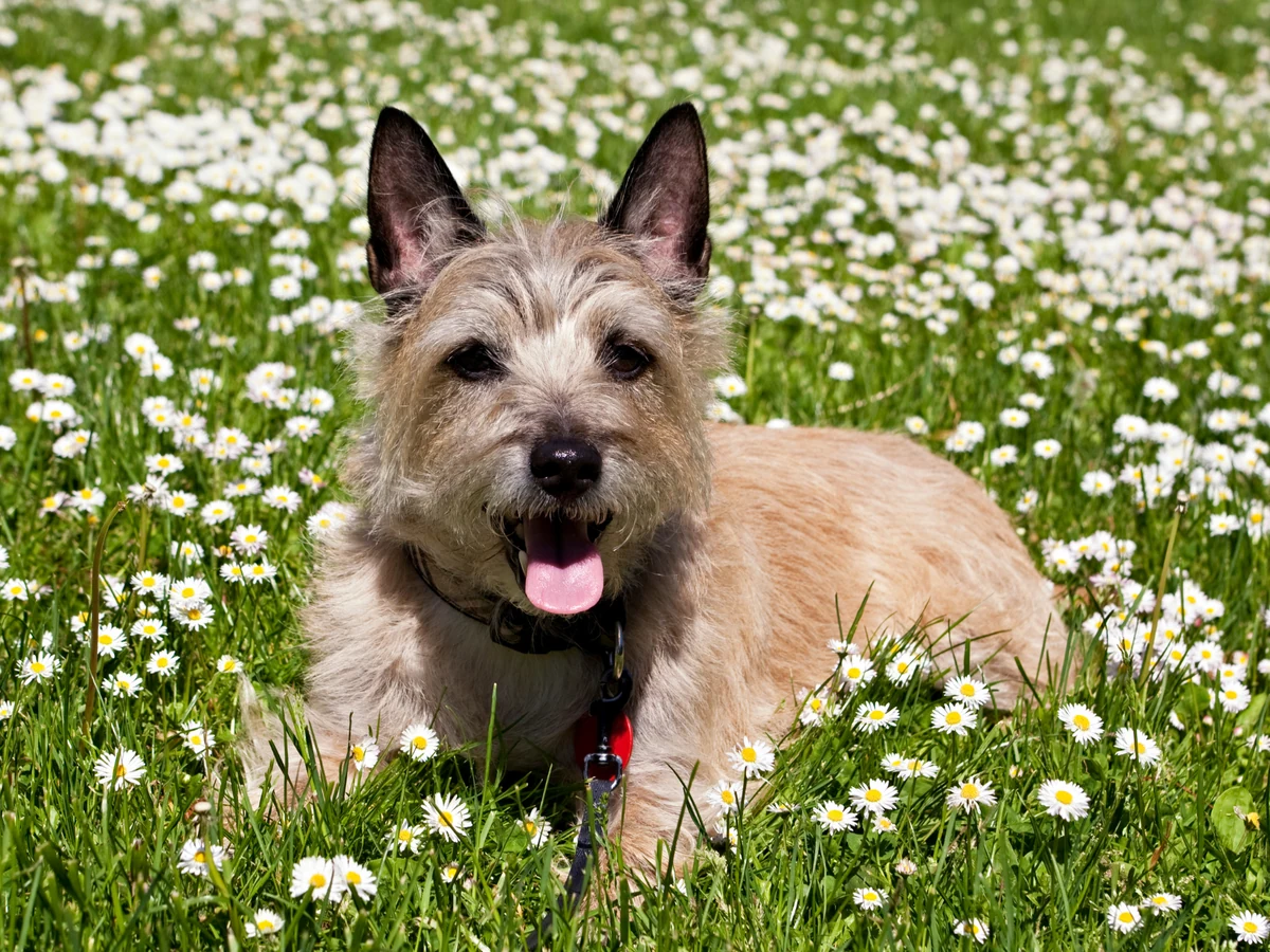 Cairn Terrier