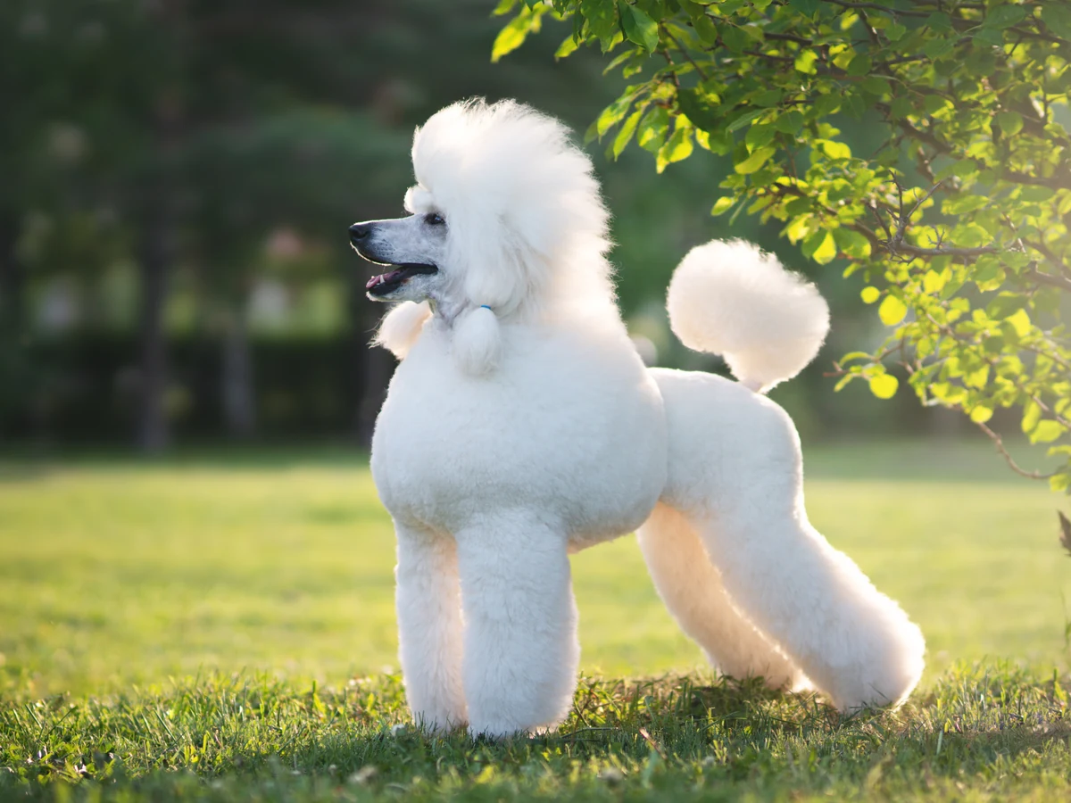 Caniche