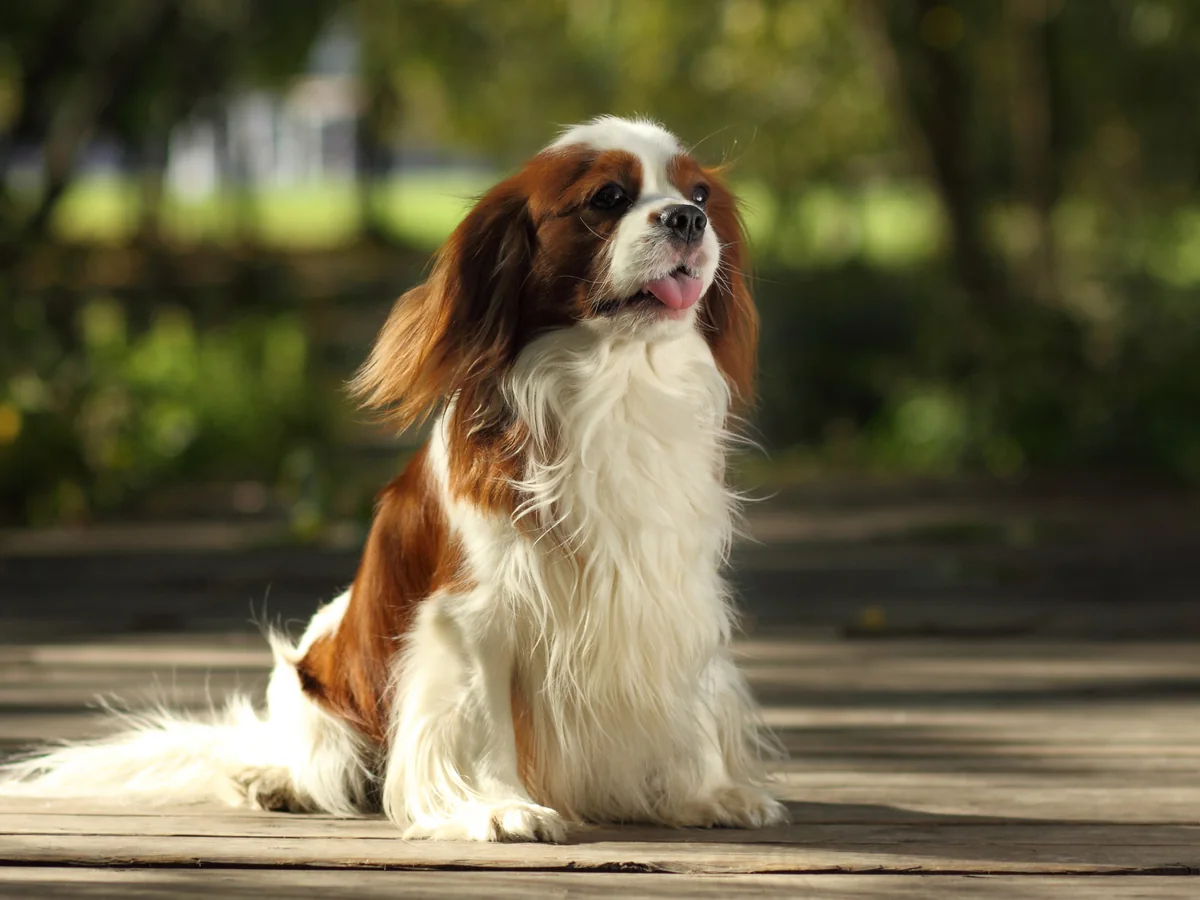Cavalier King Charles Spaniel Blenheim assis dans un parc