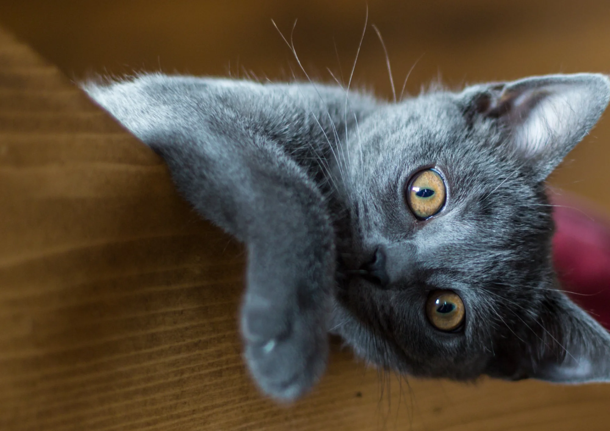 Chartreux