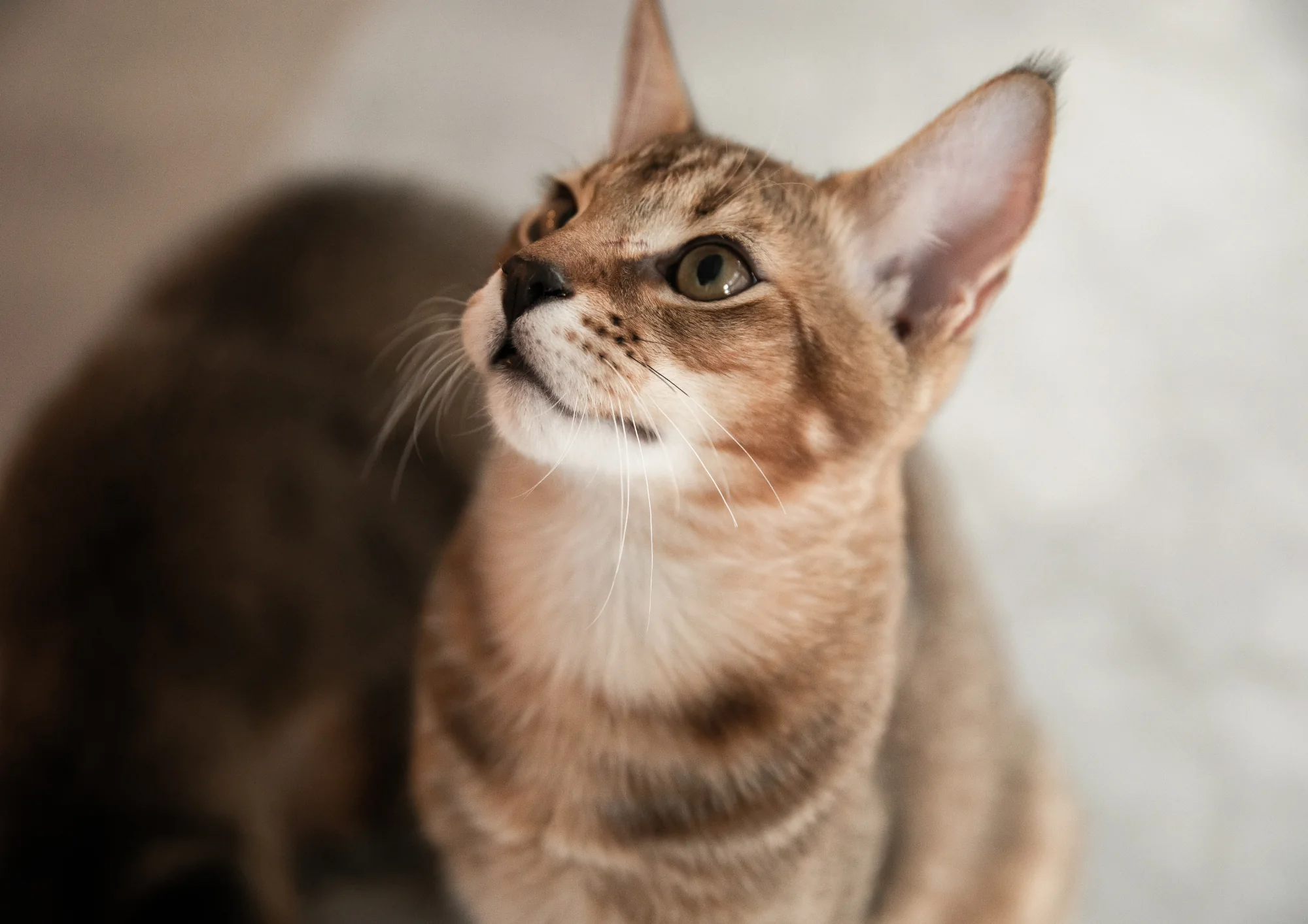 Chausie