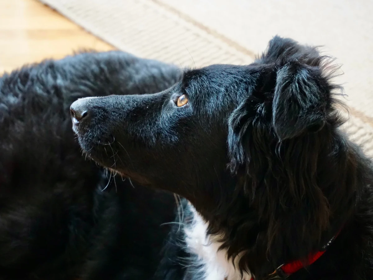 Chien berger croate
