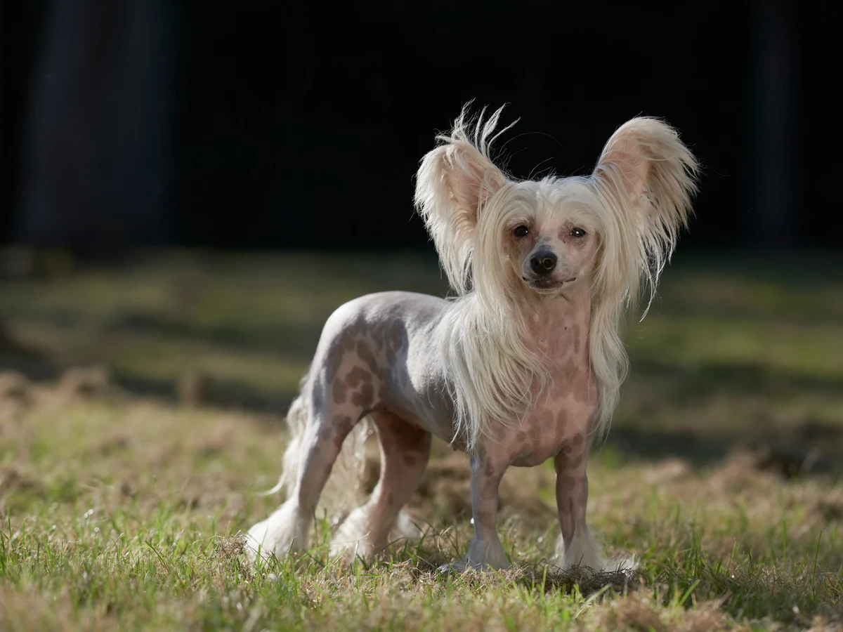Chien chinois à crête
