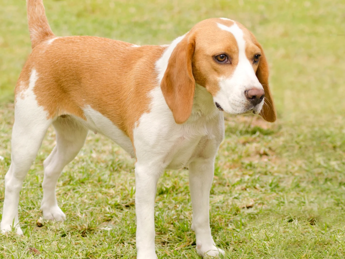 Chien courant d’Istrie à poil dur