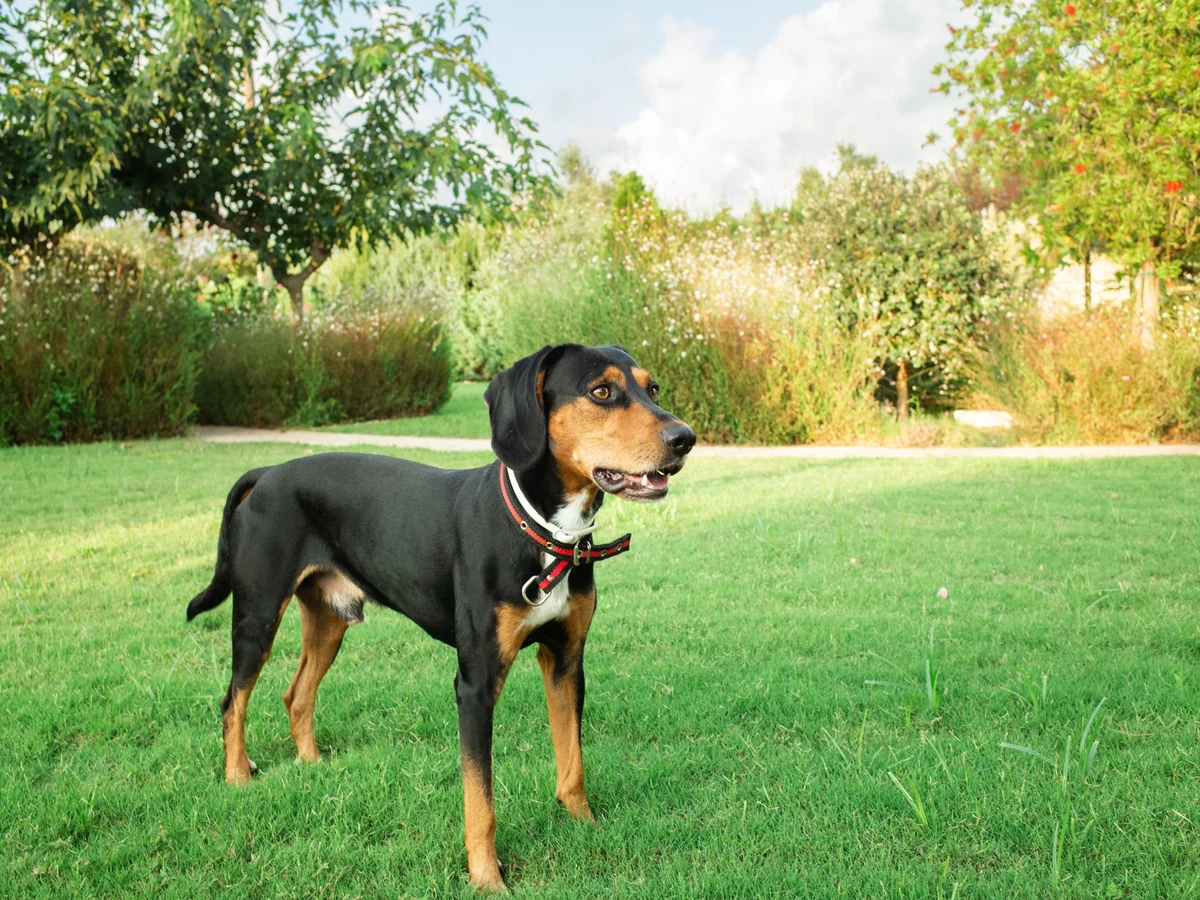 Chien courant de Hamilton