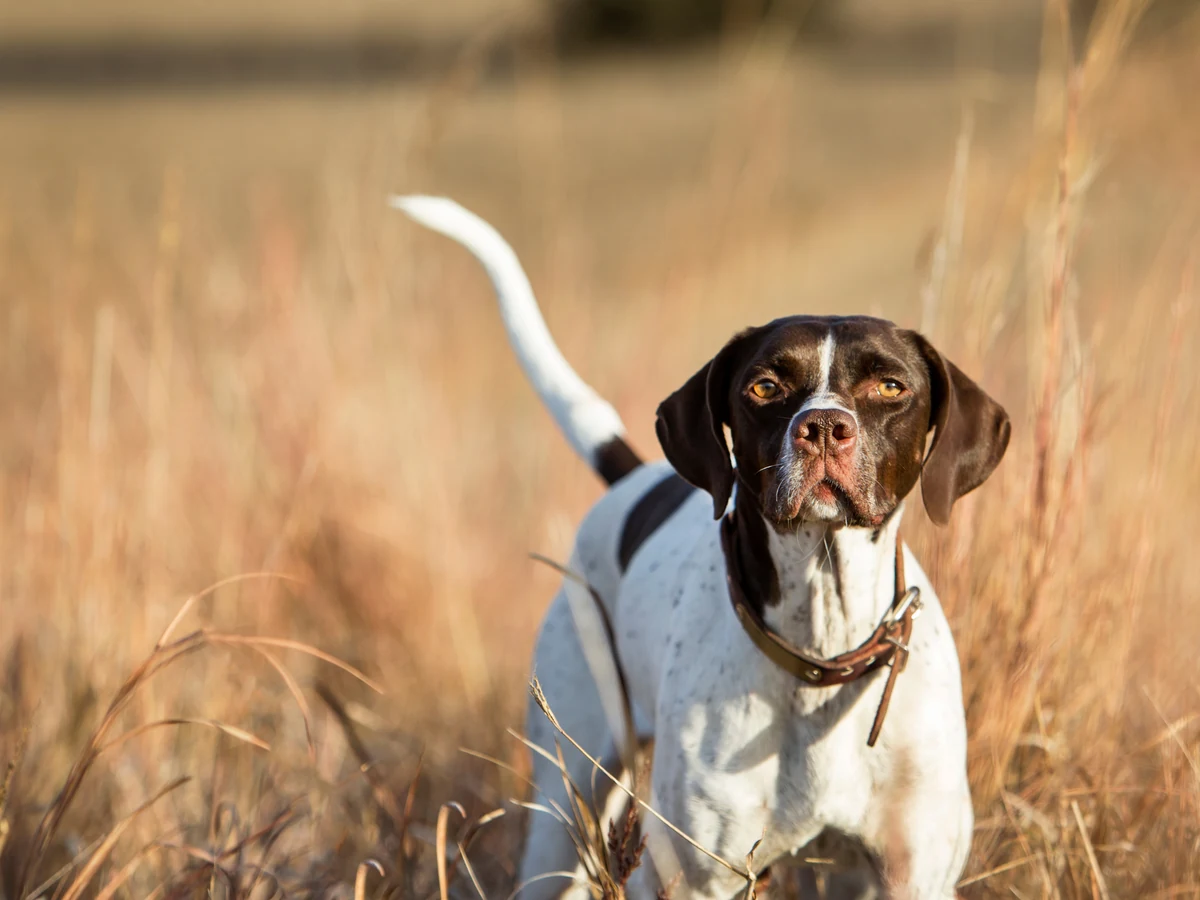 Chien courant de Hygen