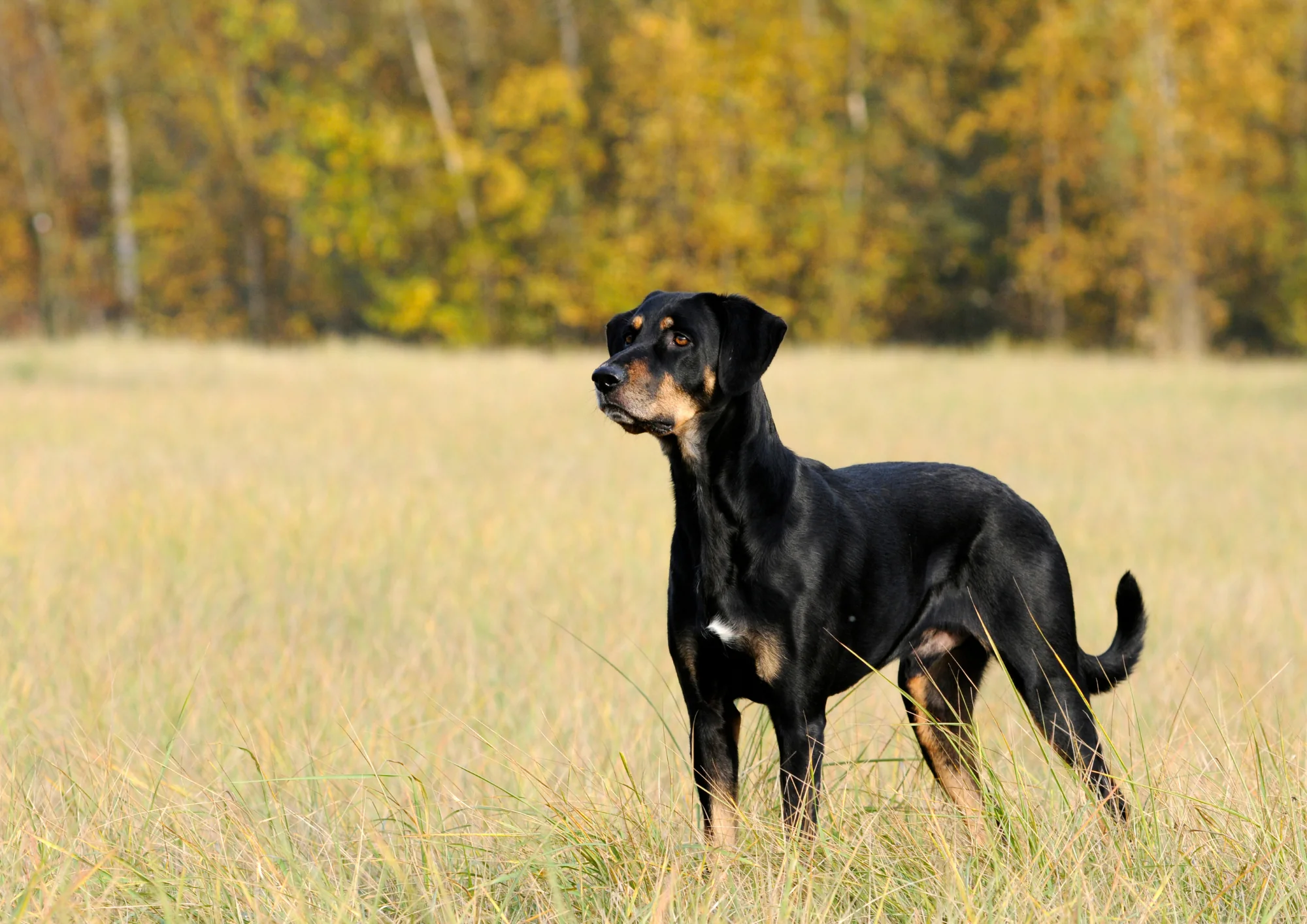 Chien courant de Transylvanie