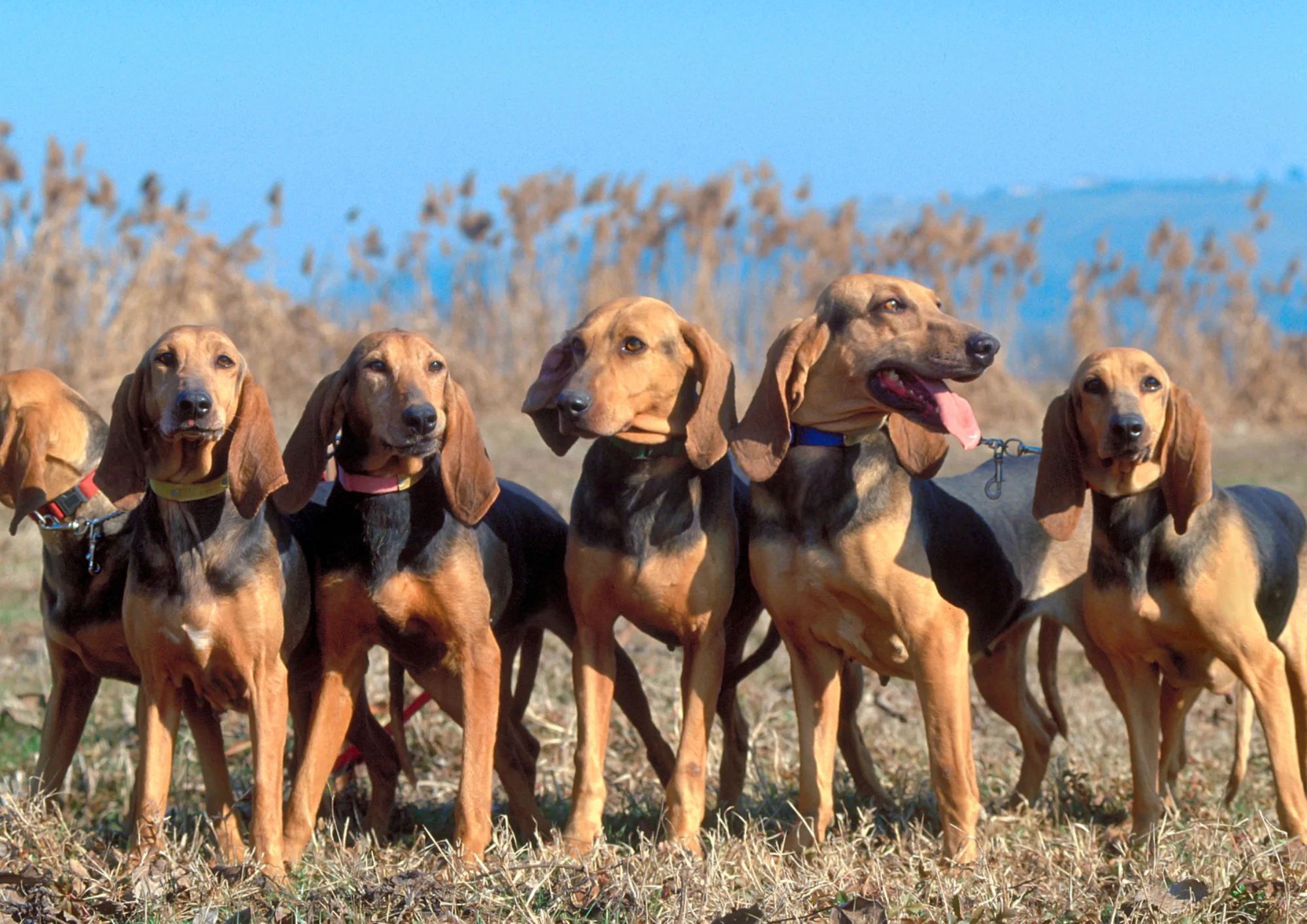 Chien courant italien à poil ras