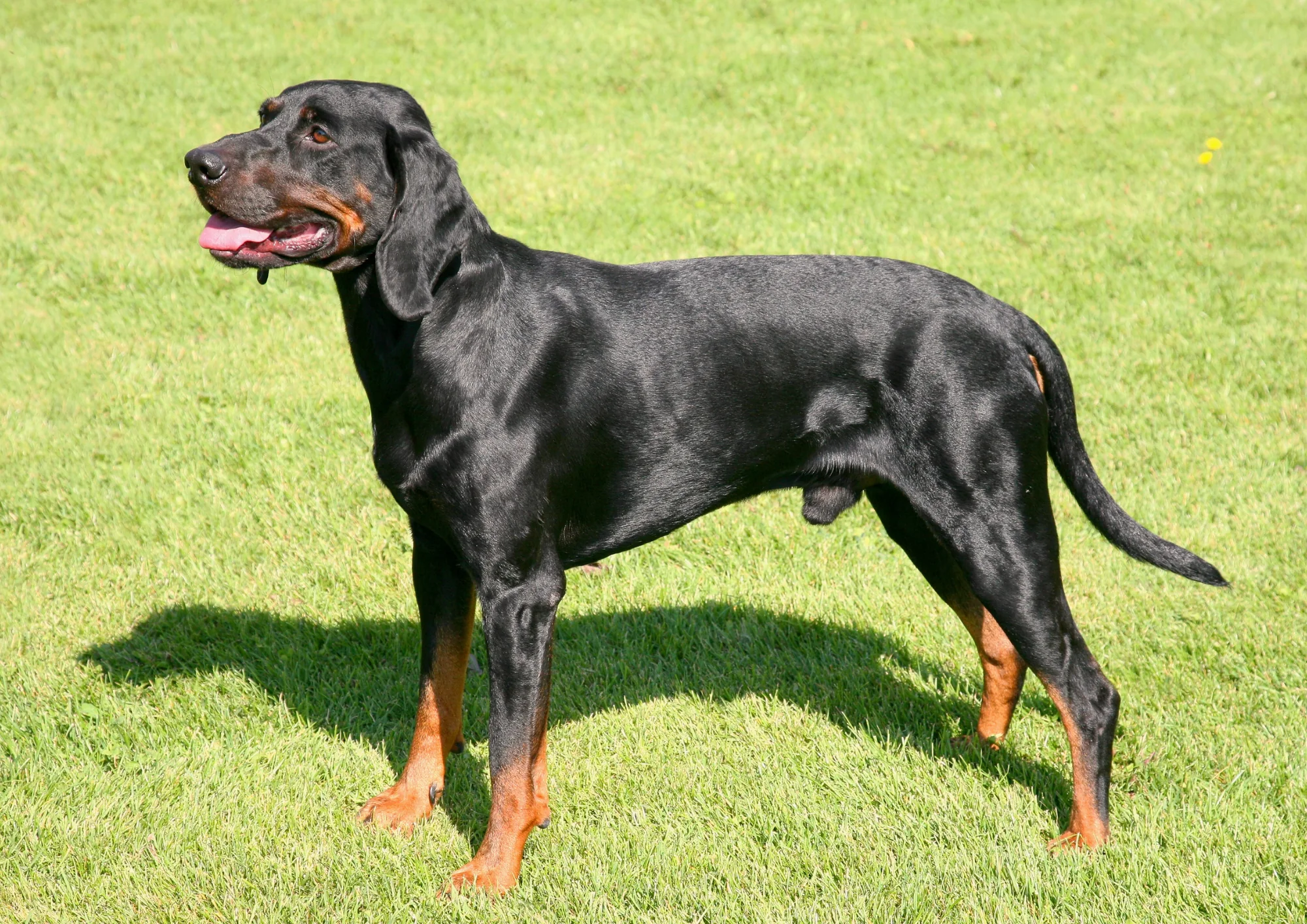 Chien courant polonais