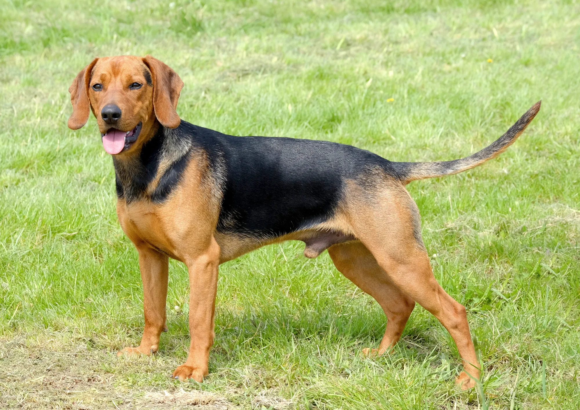Chien courant serbe