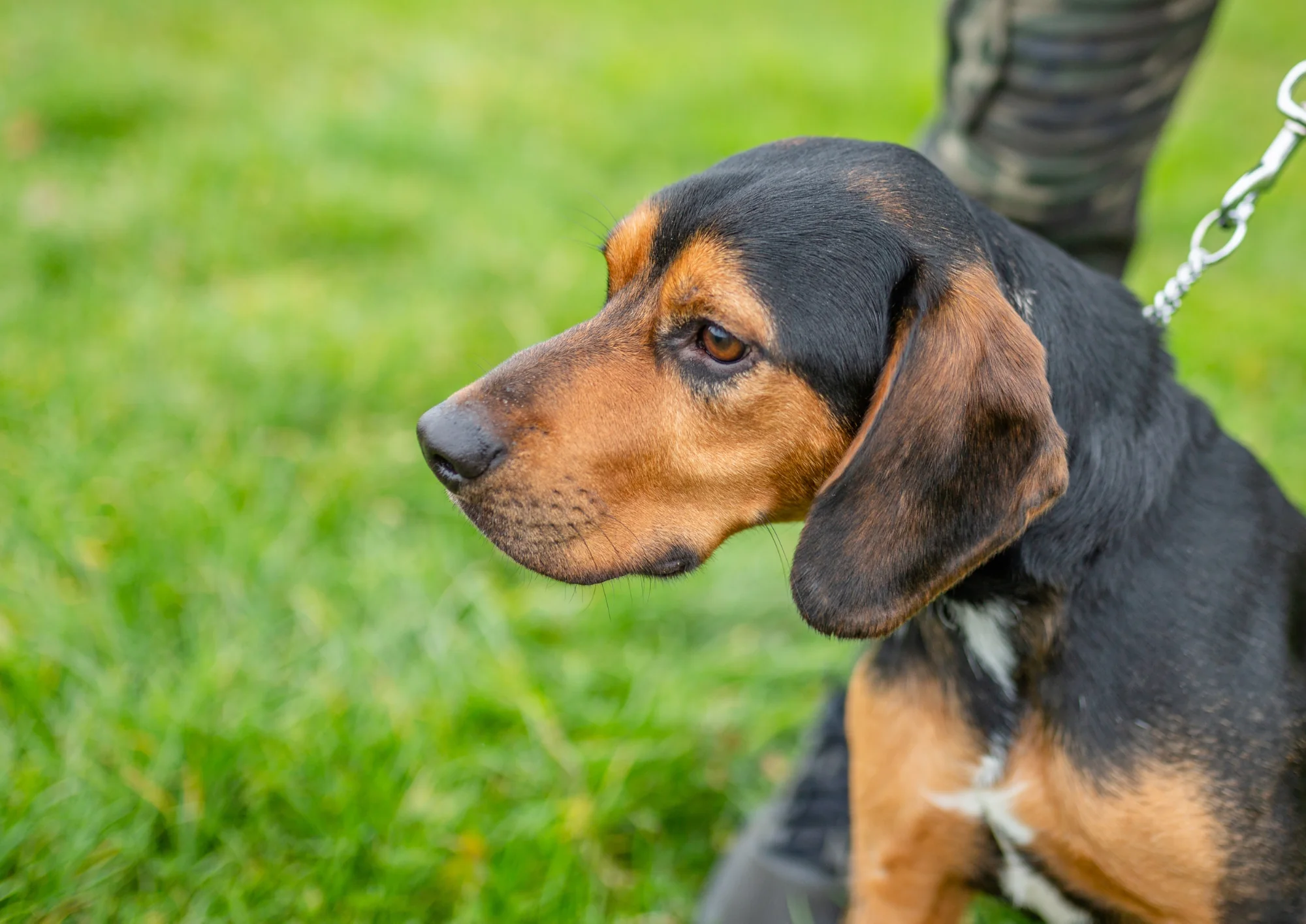 Chien courant slovaque