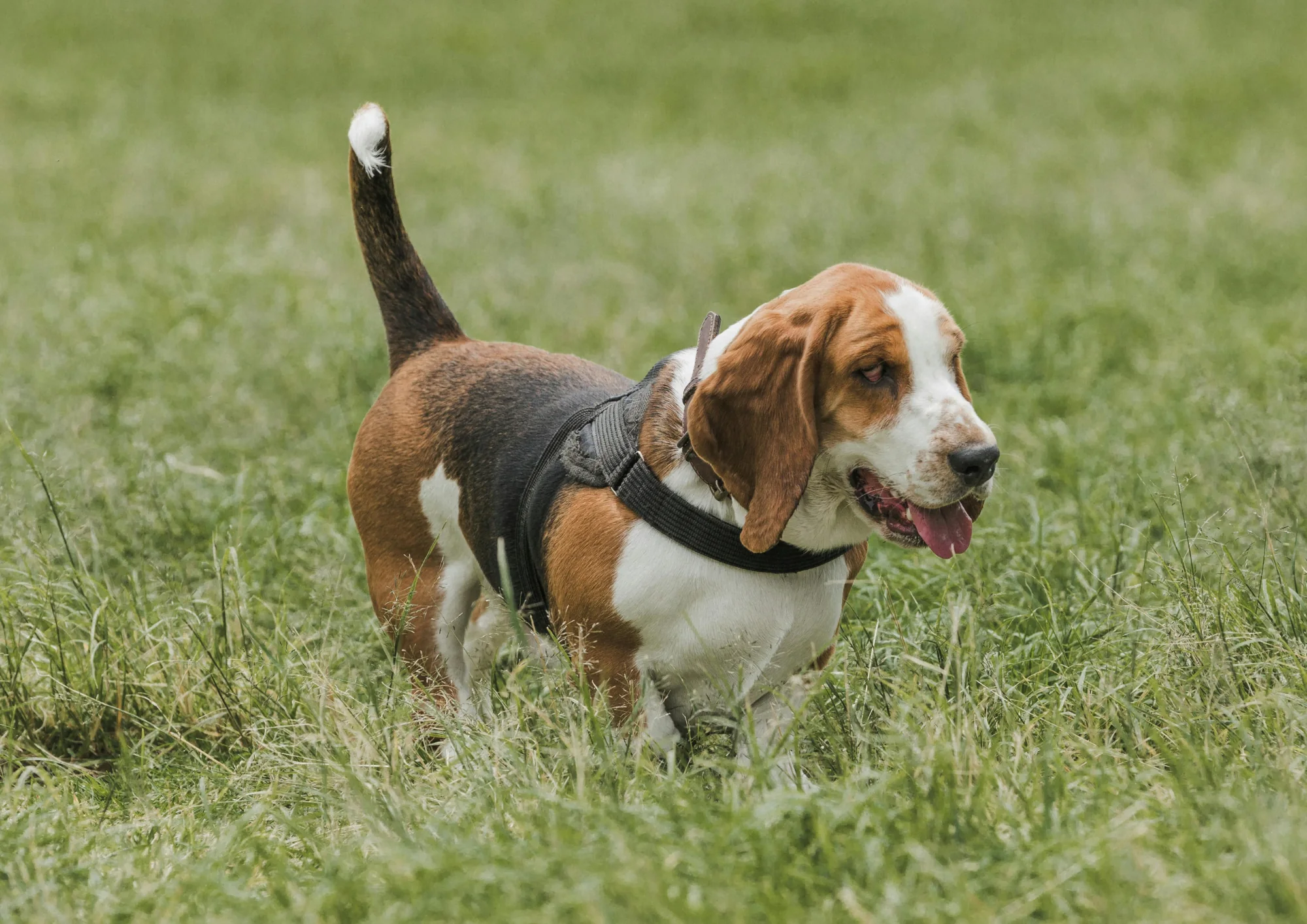 Chien courant tricolore serbe