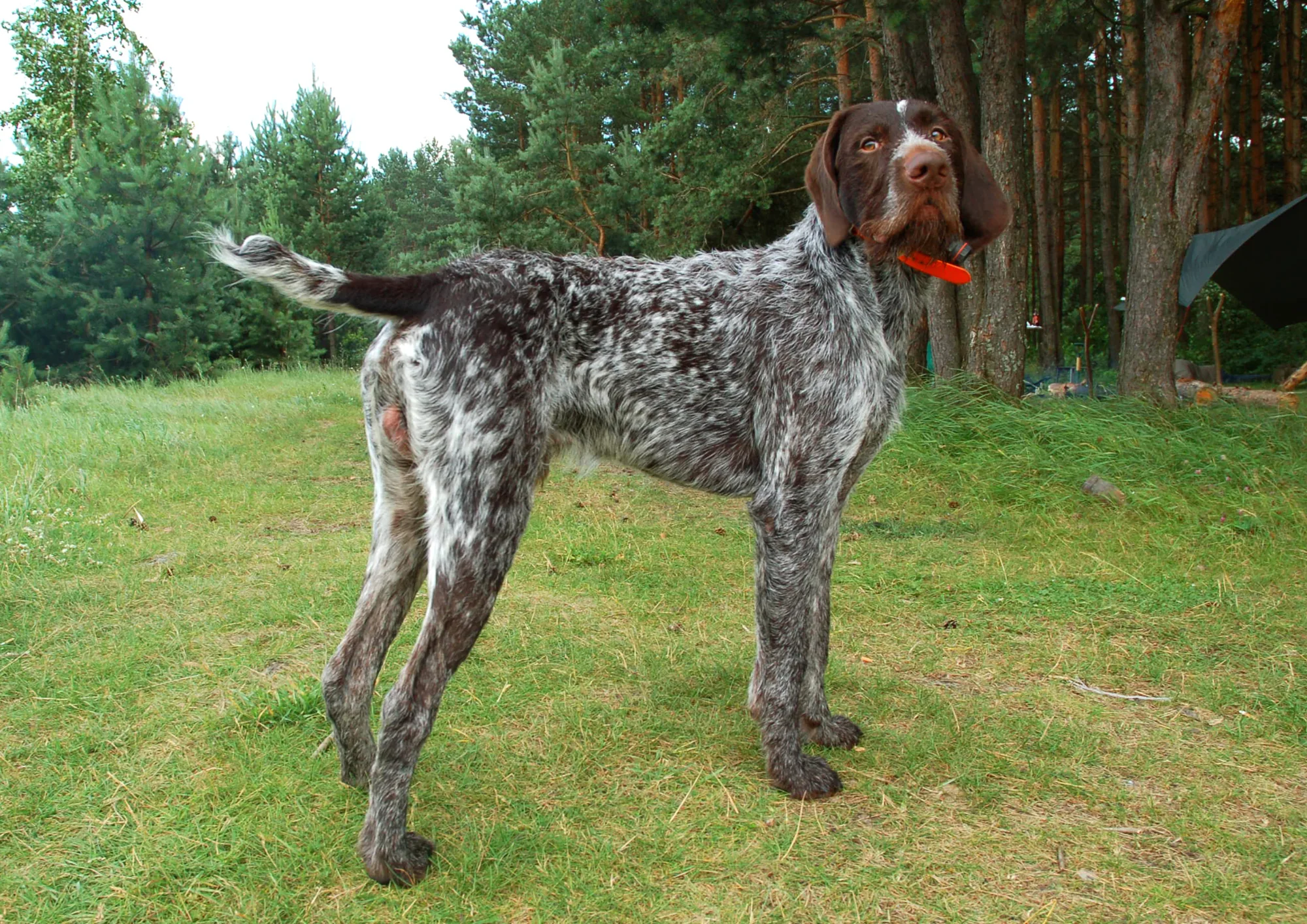 Chien d'arrêt allemand à poil dur