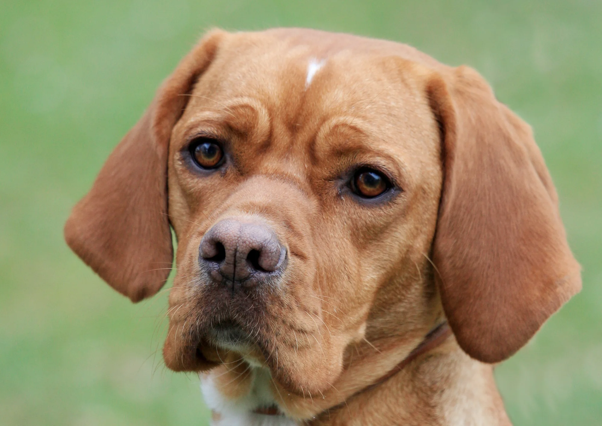 Chien d'arrêt portugais