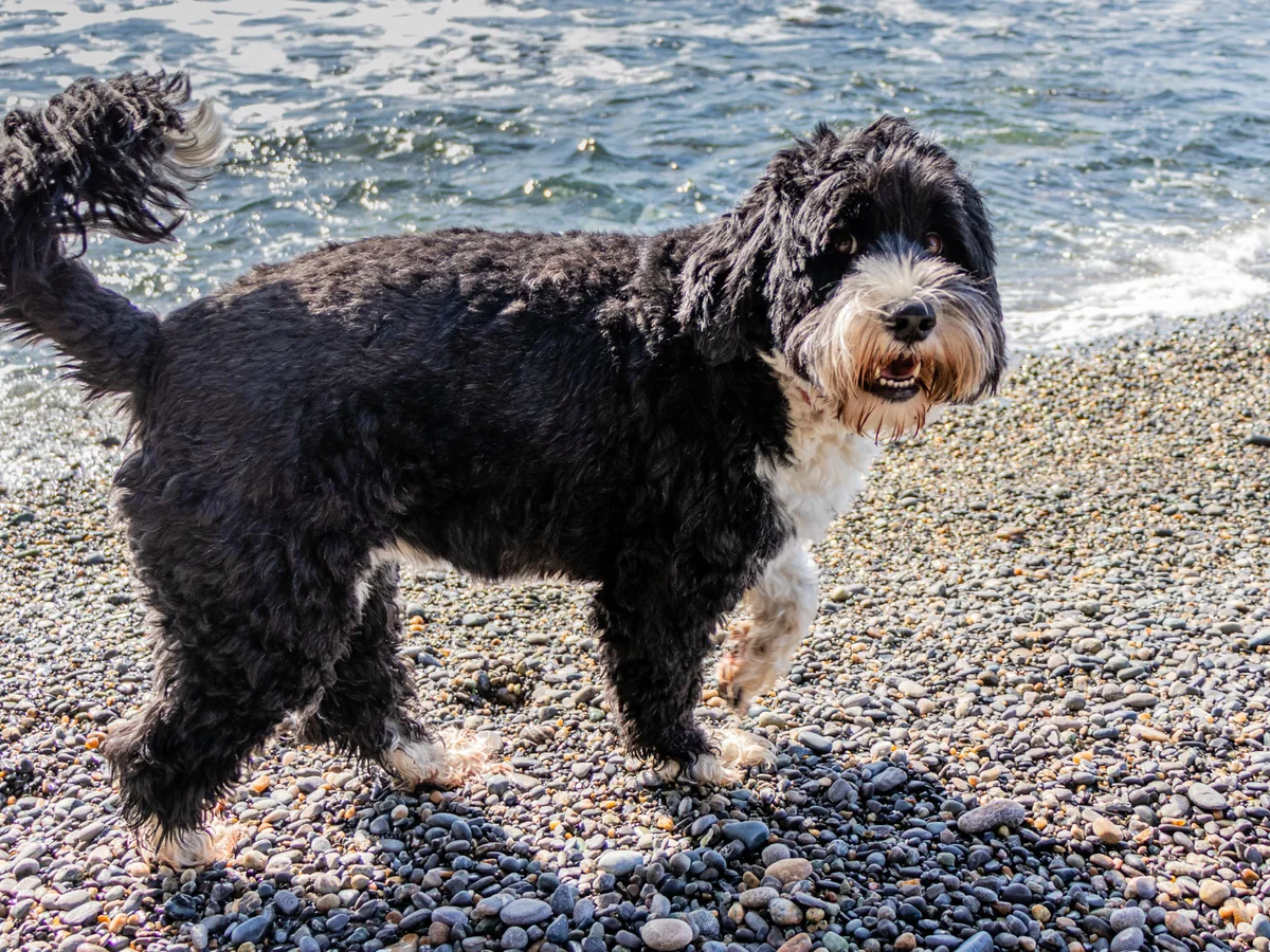 Chien d’eau portugais noir et blanc au bord de l’eau