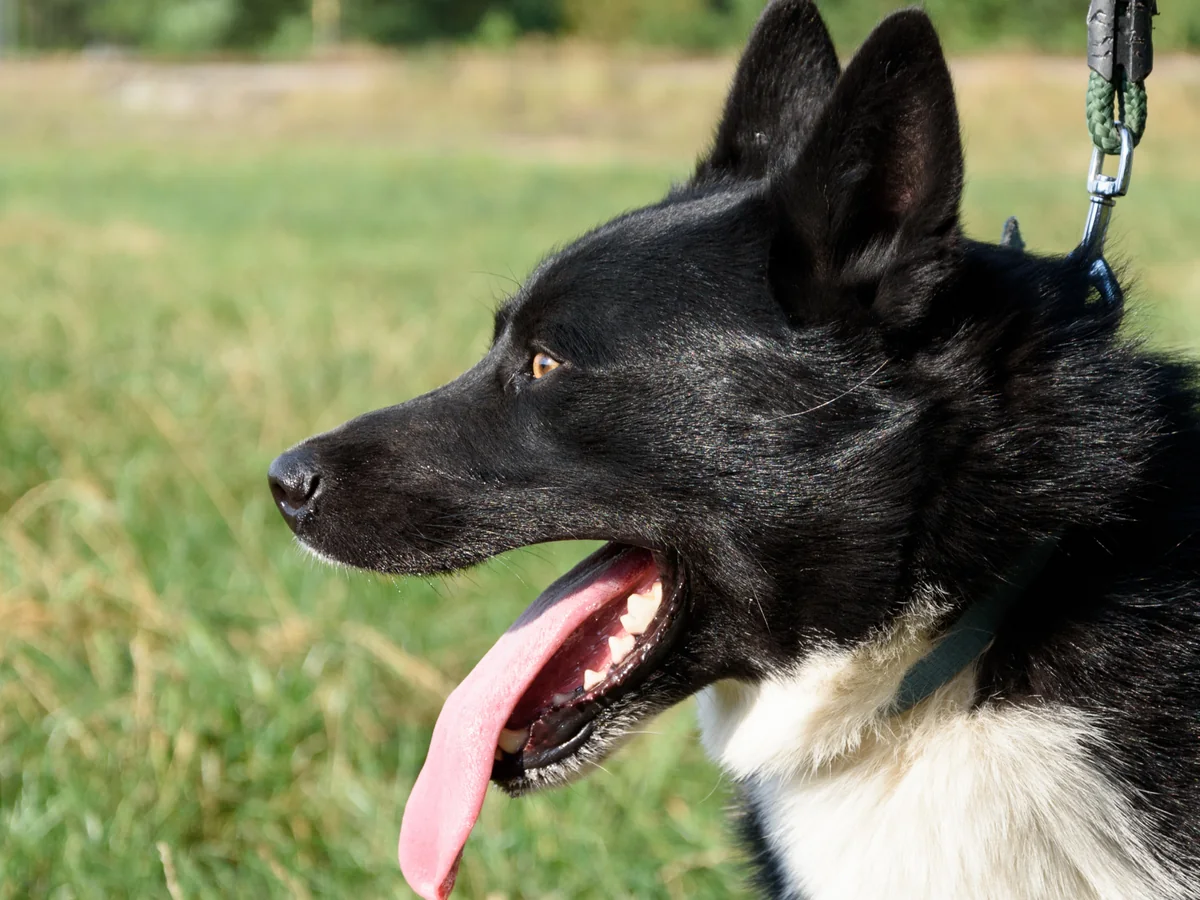 Chien d’ours de Carélie noir et blanc en extérieur