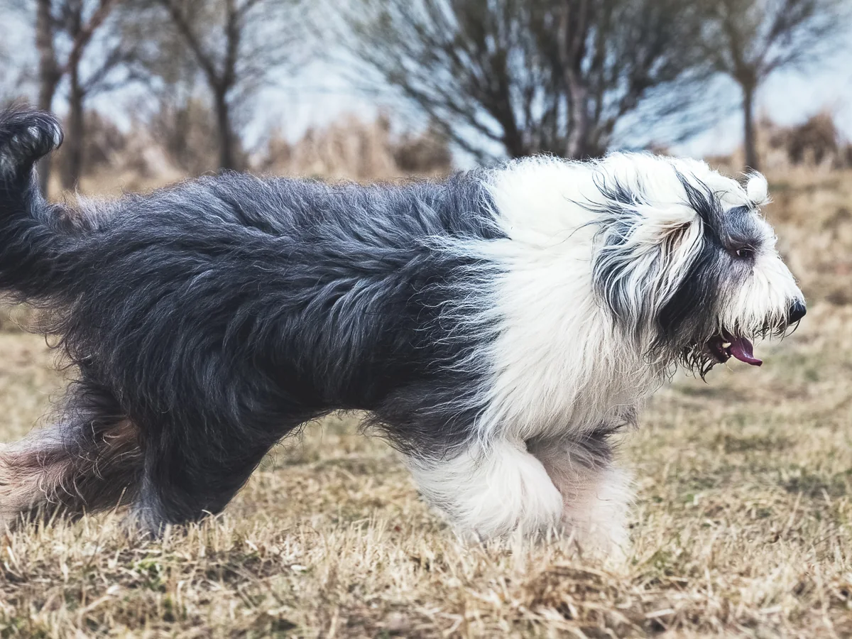 Chien de berger anglais ancestral noir et blanc en extérieur
