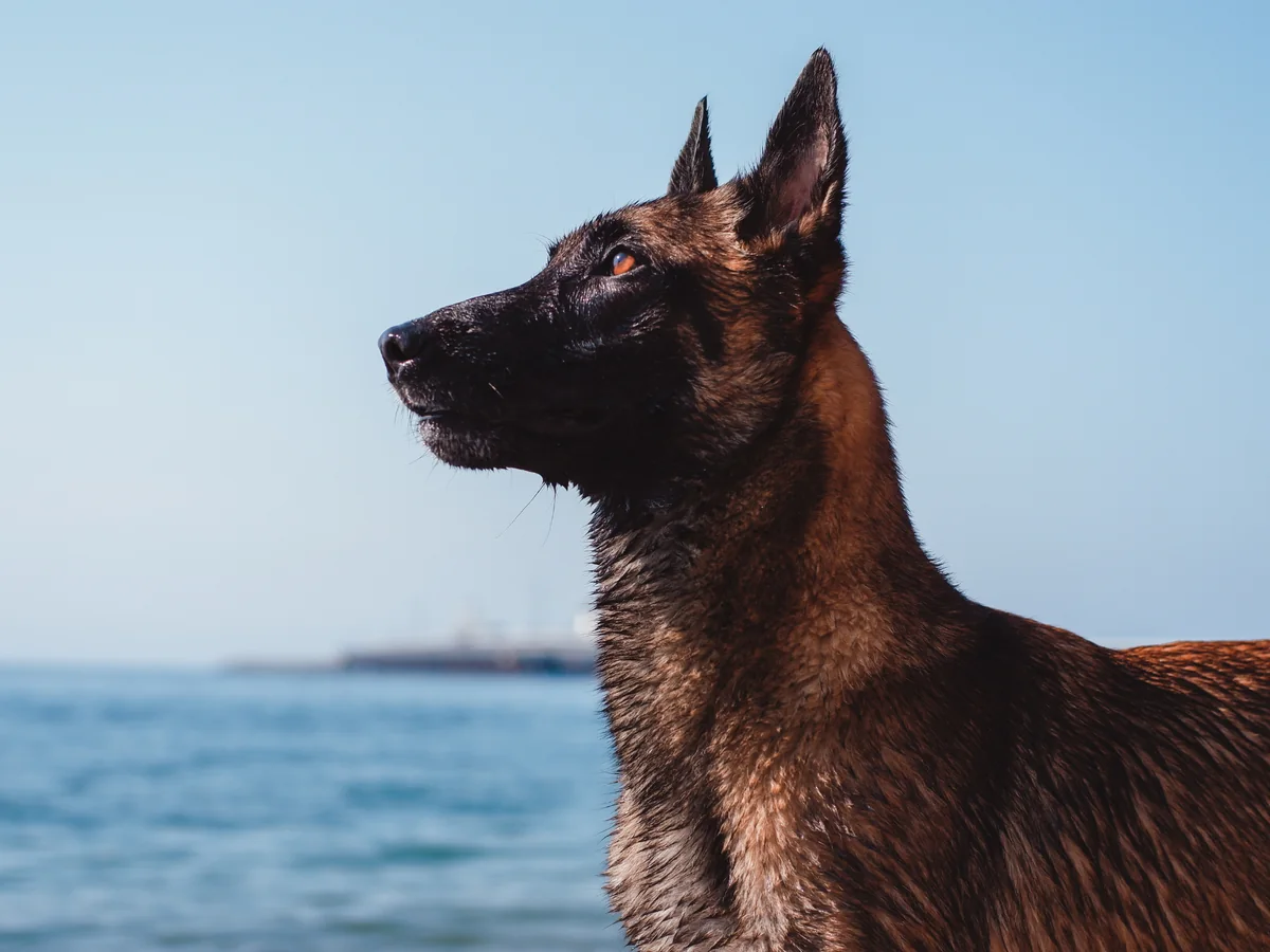 Chien de Berger belge Malinois au bord de la mer