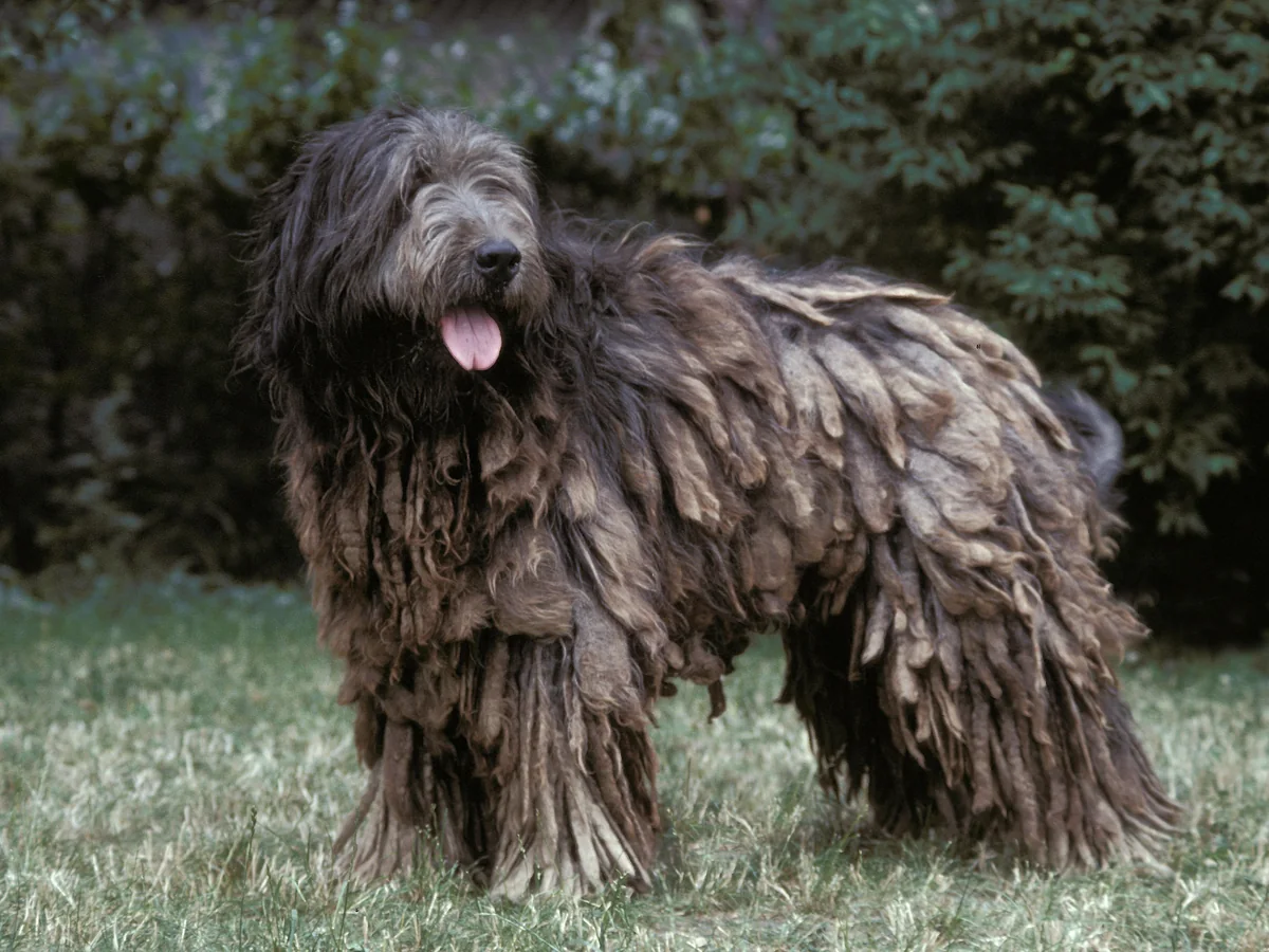 Chien de berger catalan à poil long