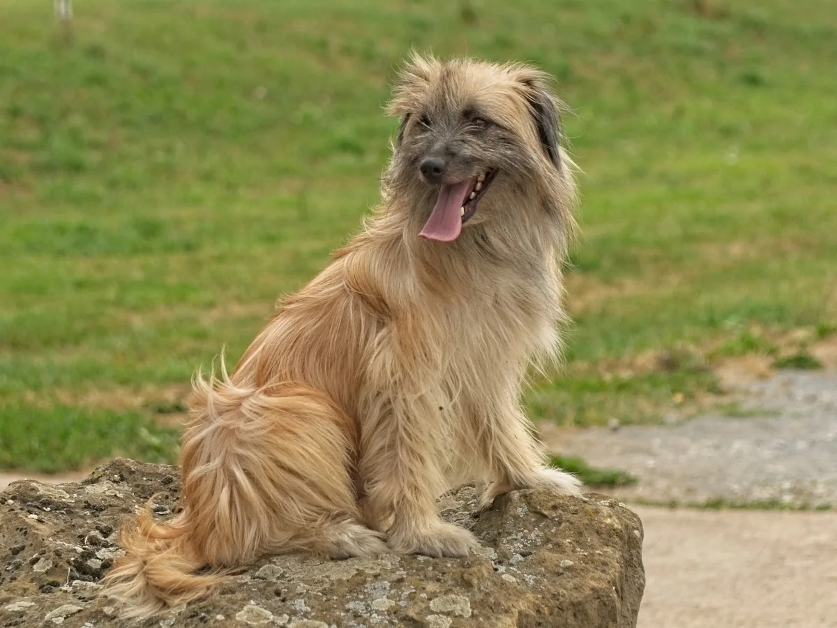 Chien de berger des Pyrénées à poil long assis sur un rocher