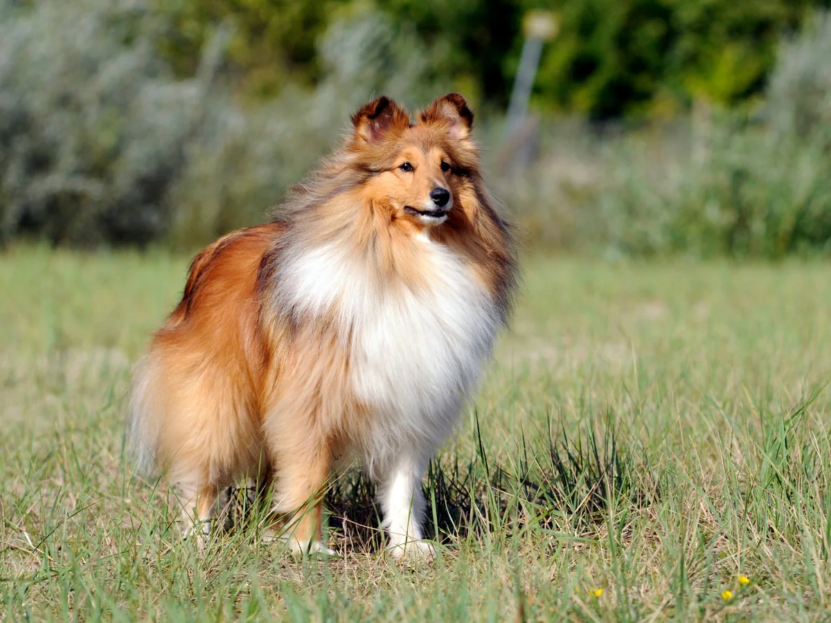 Chien de berger des Shetland fauve et blanc dans une prairie