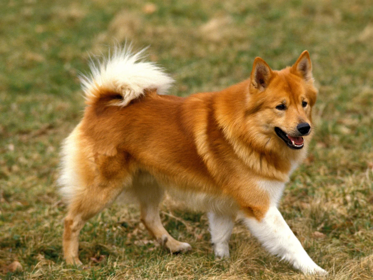 Chien de berger islandais fauve et blanc en mouvement