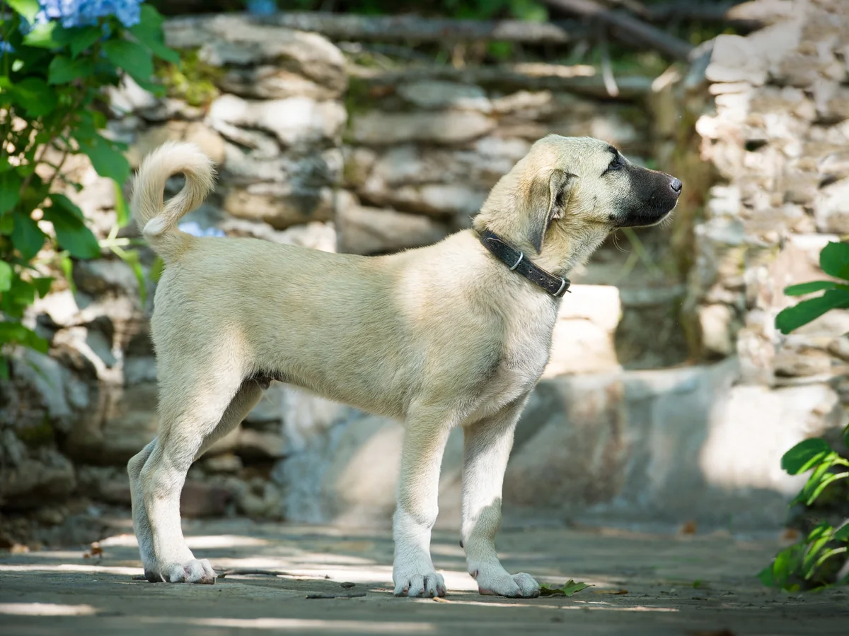 Chien de berger Kangal fauve debout en extérieur