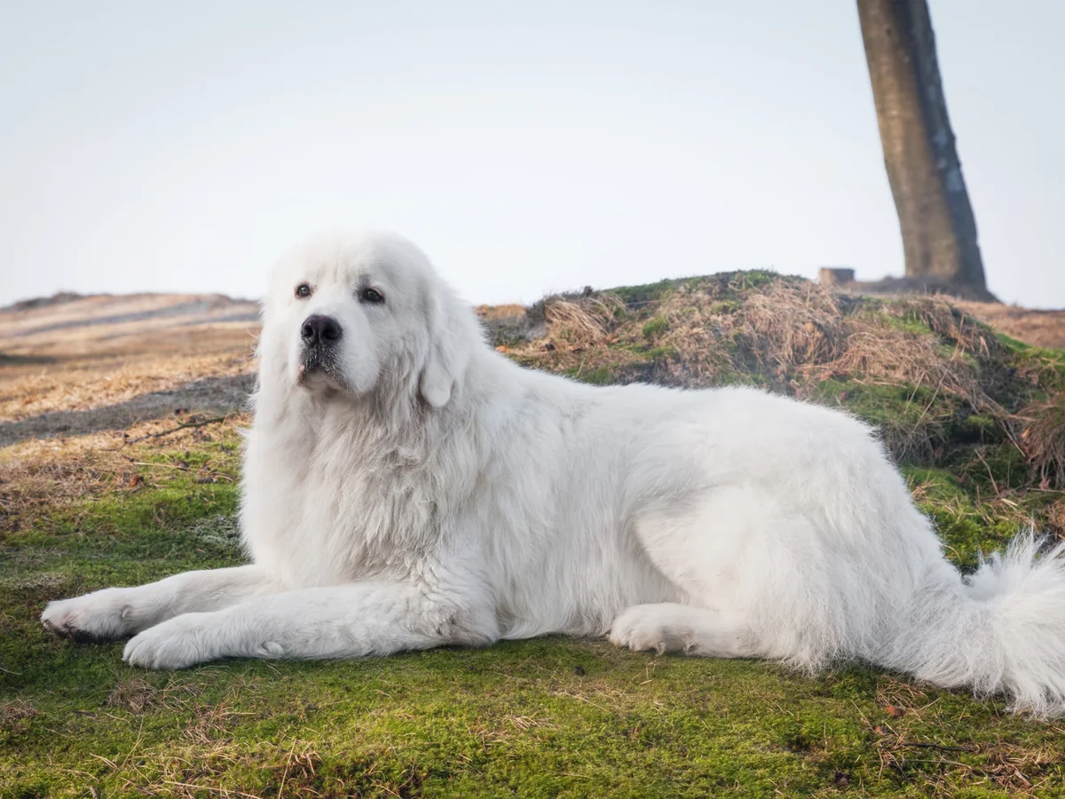 Chien de berger polonais des Tatras blanc en extérieur