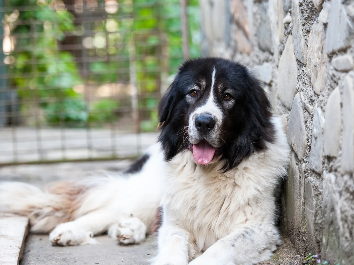 Chien de berger roumain de Bucovine noir et blanc