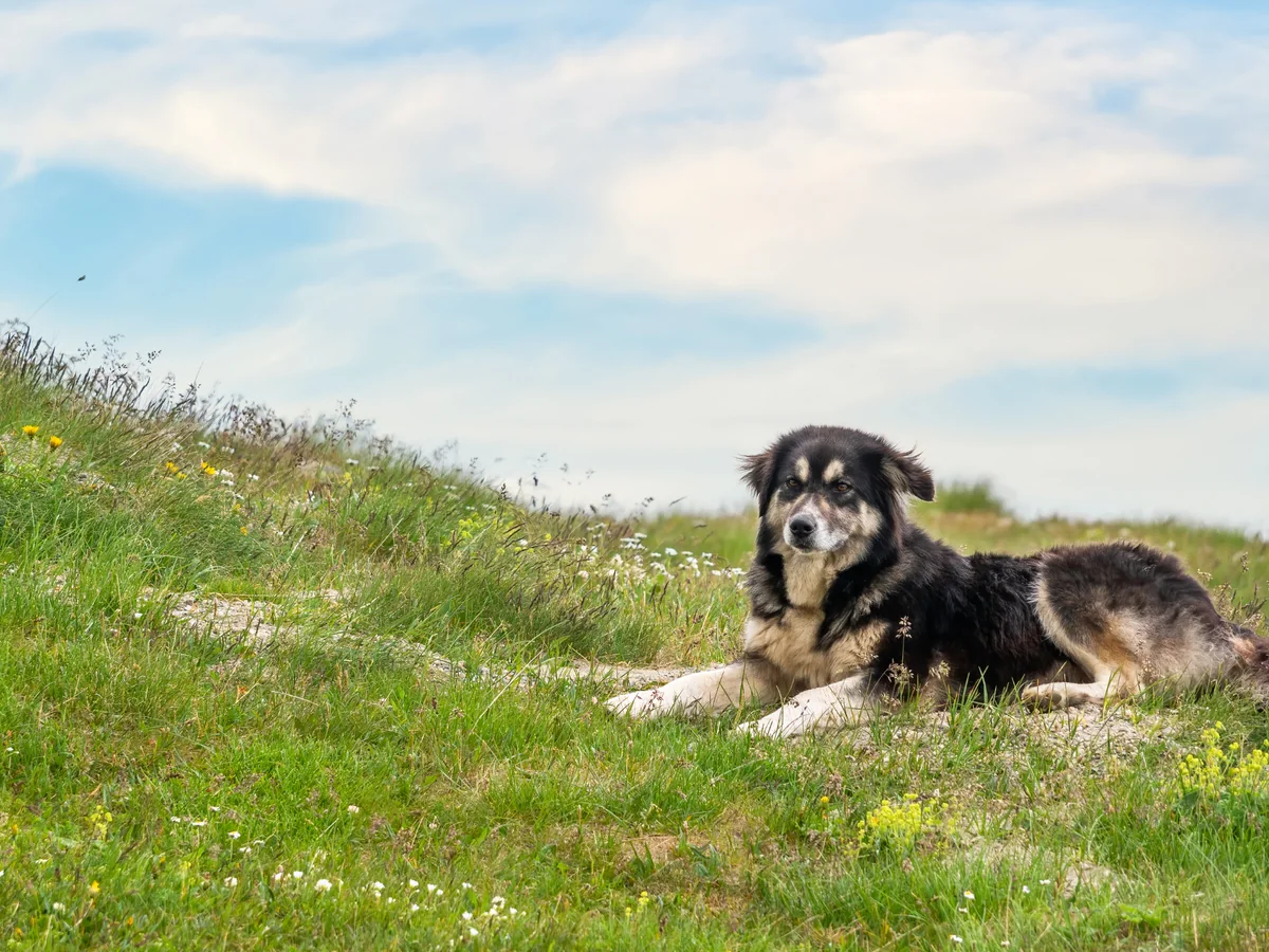 Chien de berger roumain des Carpathes couché dans l’herbe