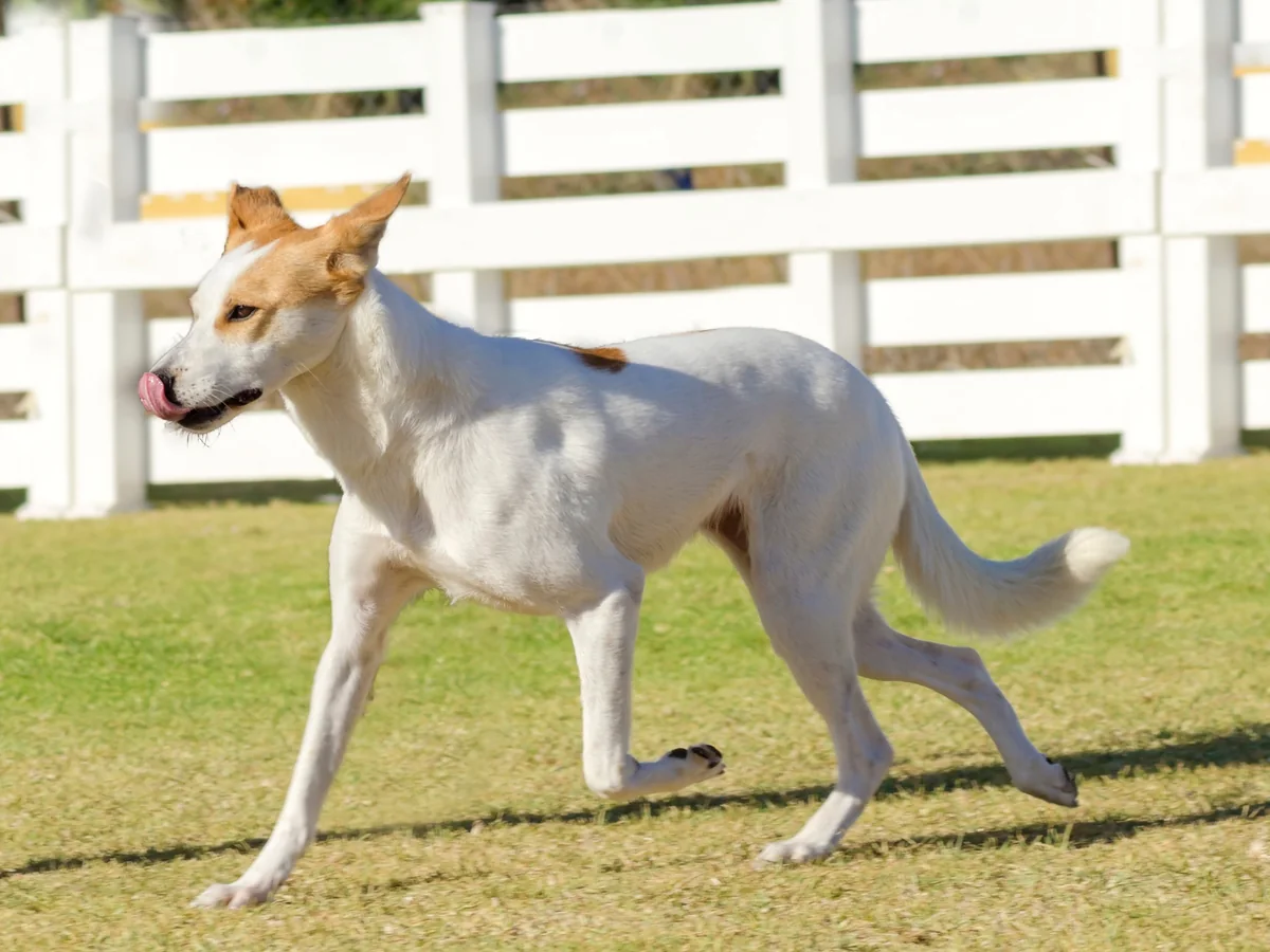 Chien de Canaan blanc et fauve en mouvement