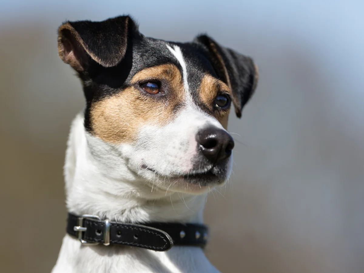 Chien de ferme dano-suédois tricolore