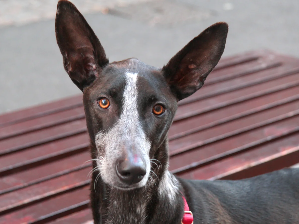 Chien de garenne des Canaries noir et blanc