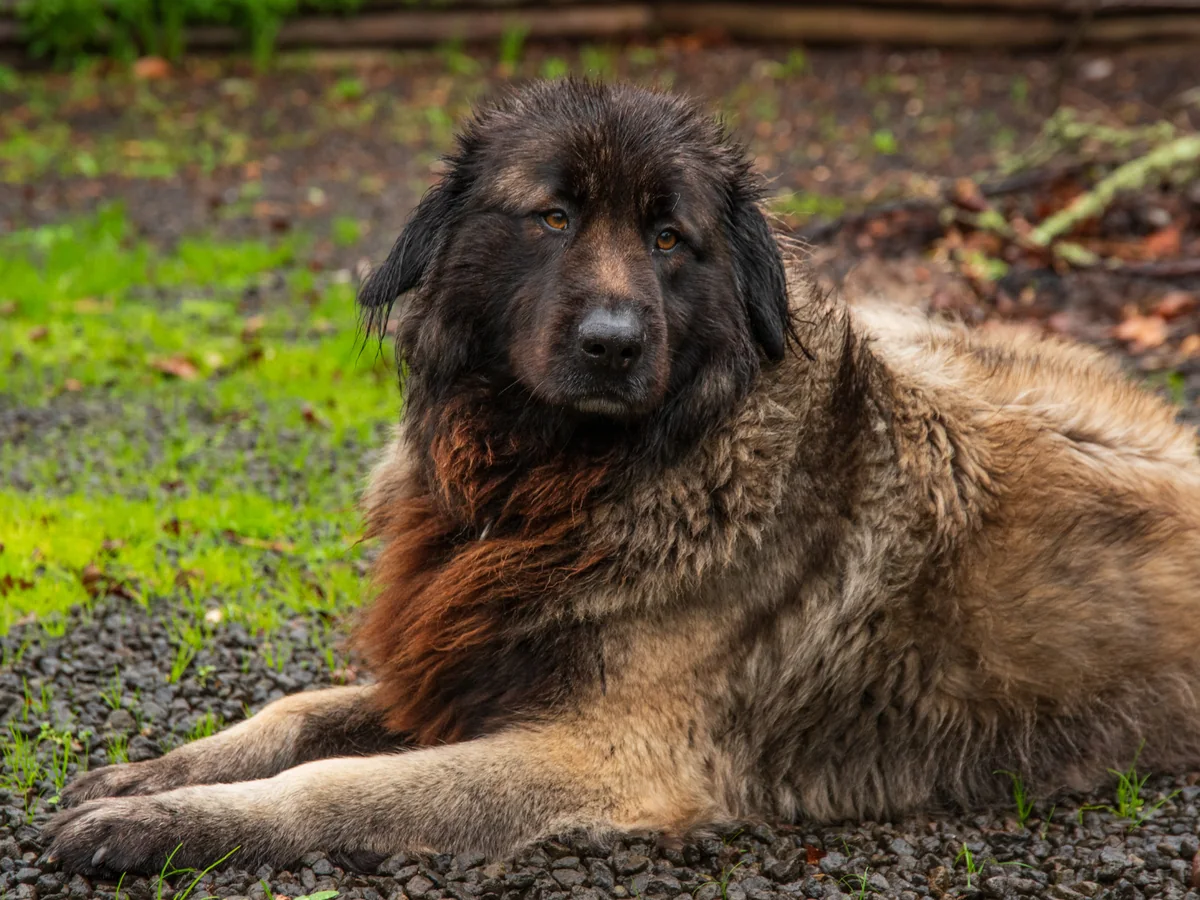 Chien de la Serra da Estrela couché en extérieur