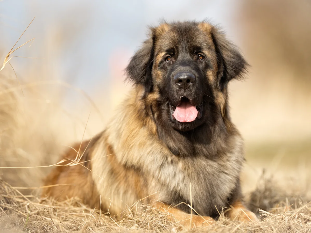 Chien de Leonberg fauve couché dans l’herbe