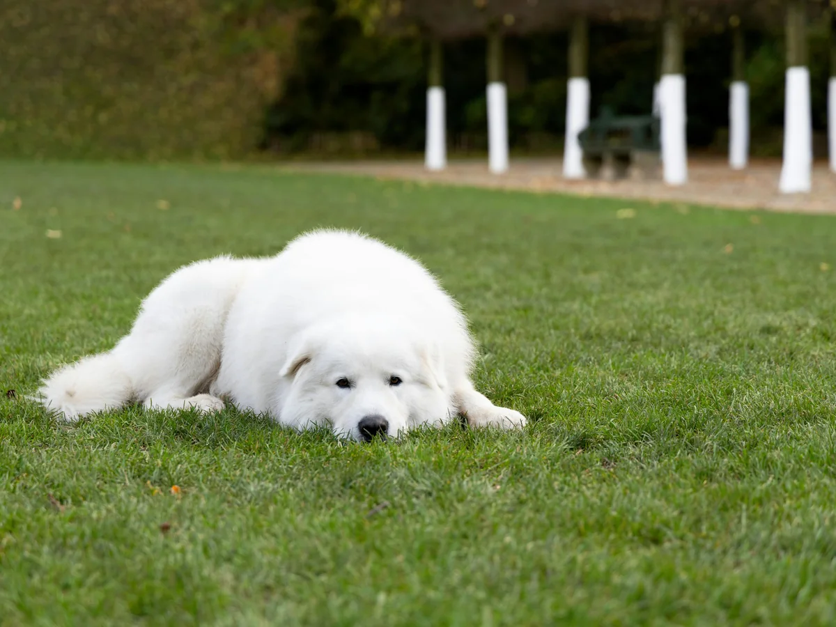 Chien de montagne des Pyrénées blanc couché dans l’herbe