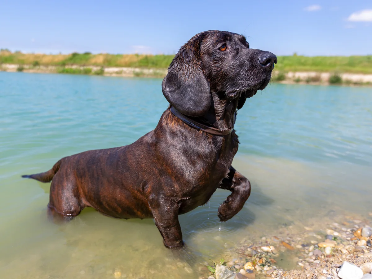 Chien de recherche au sang de Hanovre dans l’eau