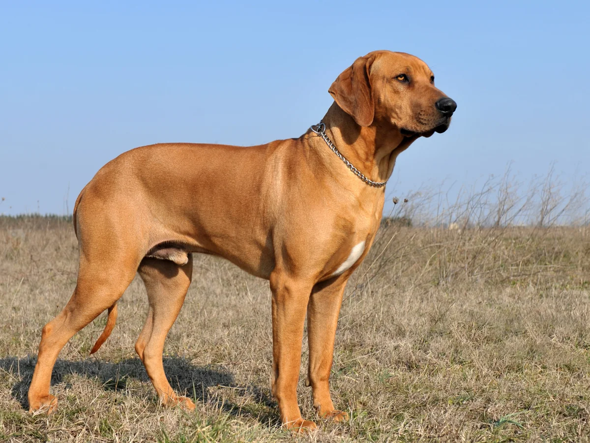 Chien de Rhodésie à crête dorsale dans une prairie