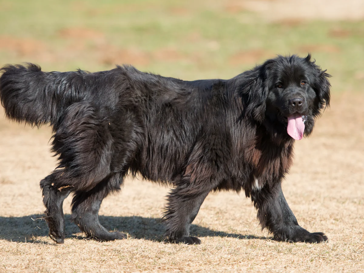 Chien de Terre-Neuve noir au pelage long