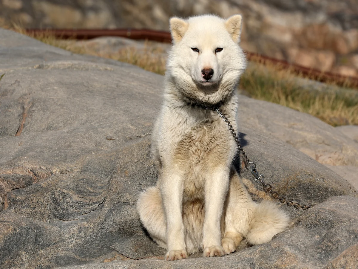 Chien du Groenland au pelage clair photographié en extérieur