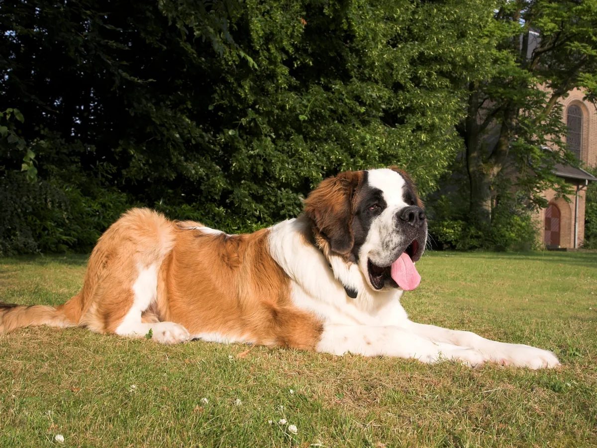 Saint-Bernard fauve et blanc couché dans l’herbe